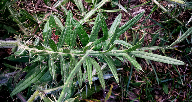Cirsium eriophorum #53885