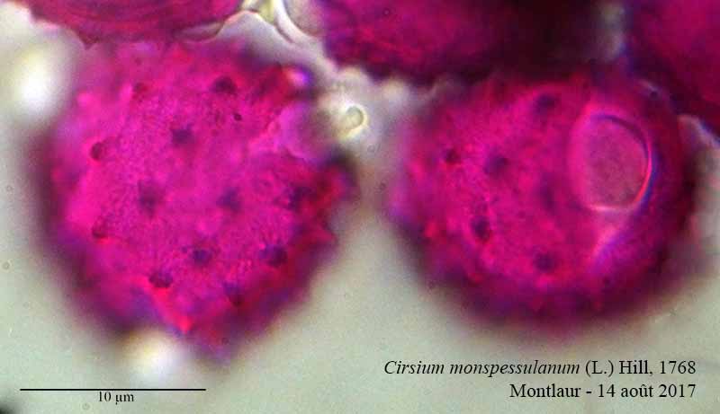 Cirsium monspessulanum #51303