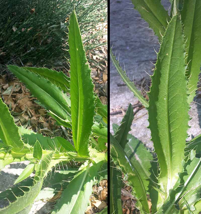 Cirsium monspessulanum #51295