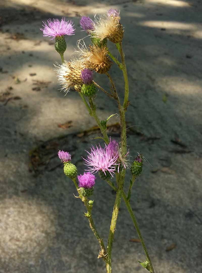 Cirsium monspessulanum #51296