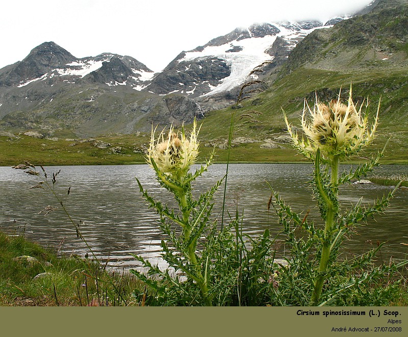 Cirsium spinosissimum (L.) Scop. (Cirse épineuse) #5158