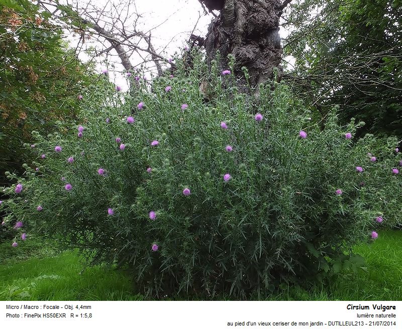 Cirsium Vulgare - Cirse Commun #38395