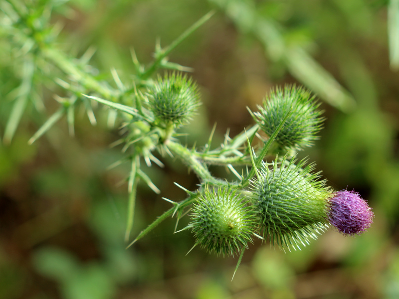 Cirsium vulgare (Savi) Ten., 1838 - Cirse commun #72166