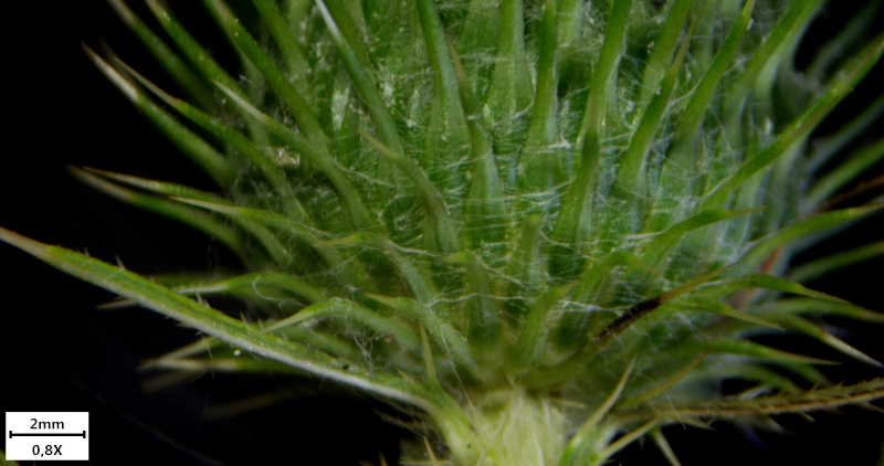 Cirsium vulgare (Savi) Ten., 1838 - Cirse commun #72169