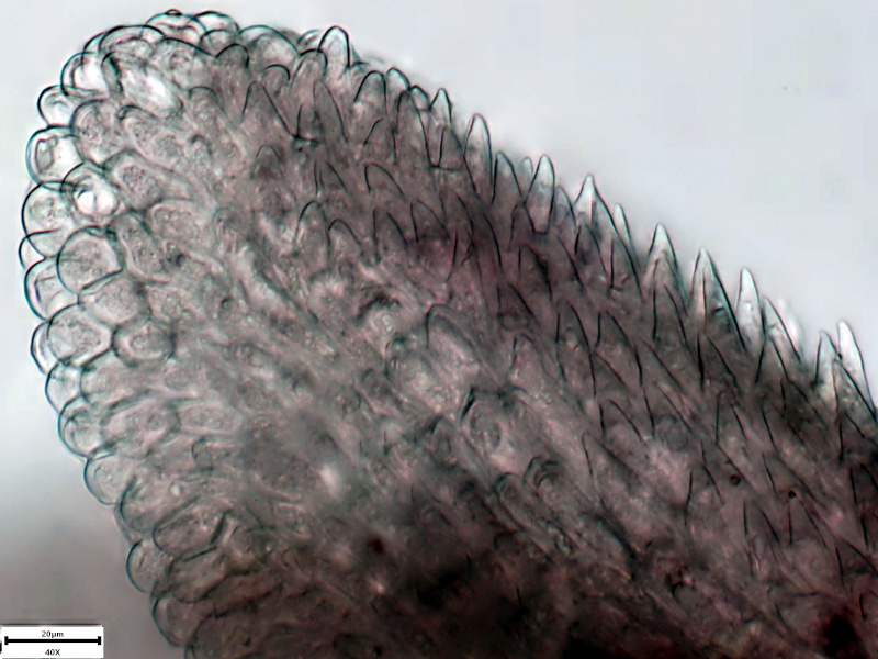 Cirsium vulgare (Savi) Ten., 1838 - Cirse commun #72180