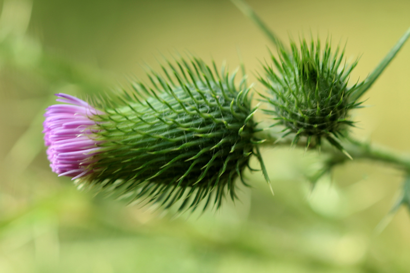 Cirsium vulgare (Savi) Ten., 1838  - pollen #72185