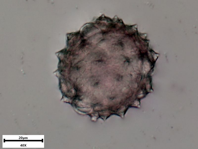 Cirsium vulgare (Savi) Ten., 1838  - pollen #72190