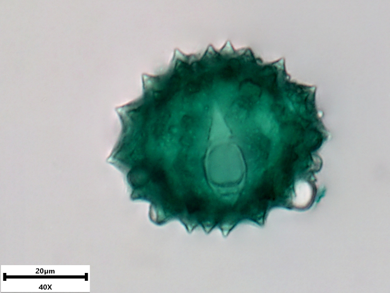 Cirsium vulgare (Savi) Ten., 1838  - pollen #72188