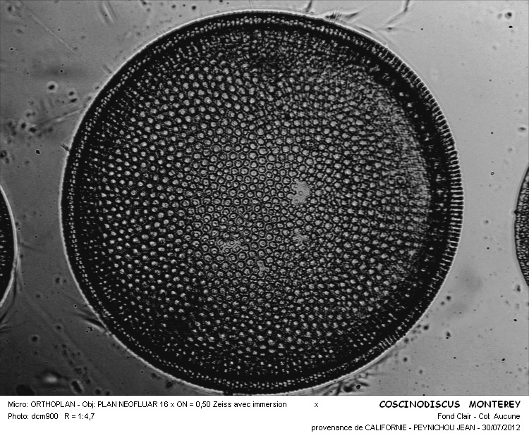 CISCINODISCUS MONTEREY #32186