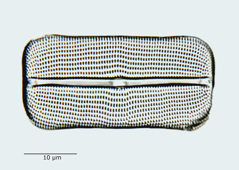 Cistula lorenziana #59170