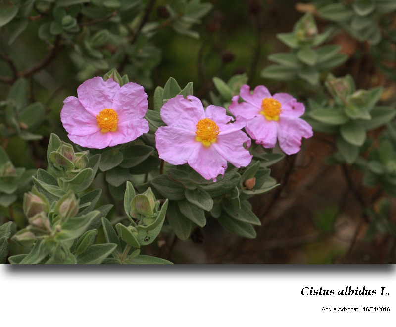 Cistus albidus L. #45143