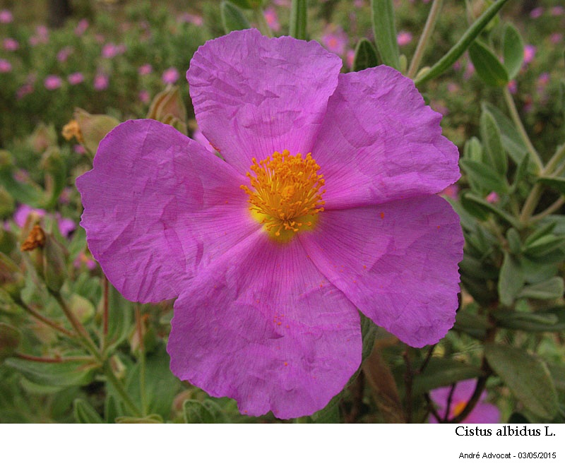Cistus albidus L. #41413