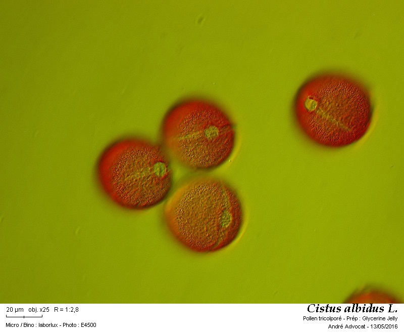 Cistus albidus L. #45145