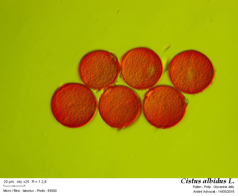 Cistus albidus L. #45147