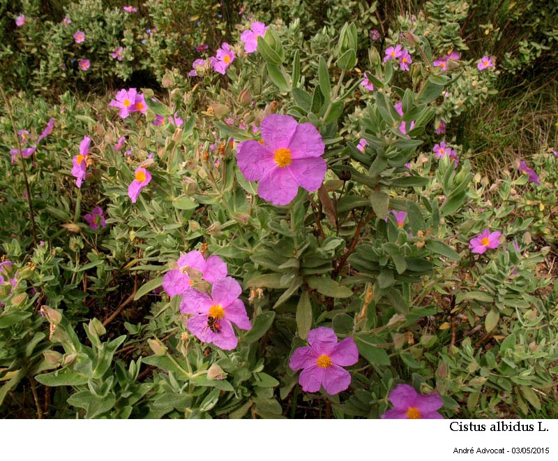 Cistus albidus L. #41412