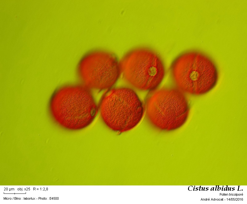 Cistus albidus L. #45146