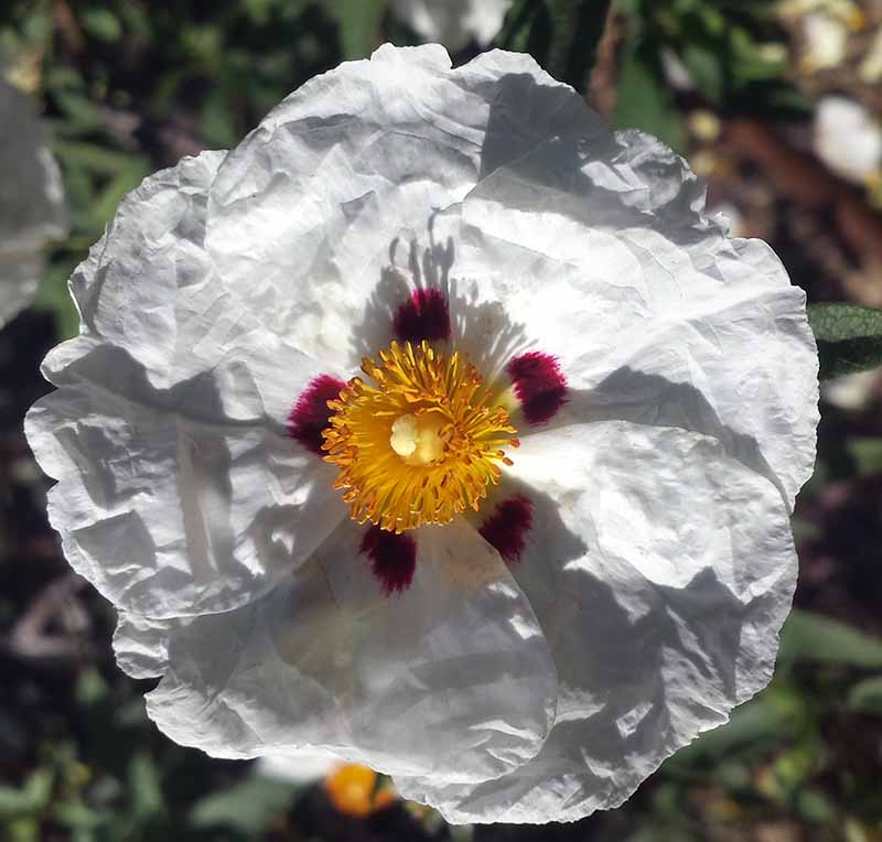 Cistus ladanifer #50802