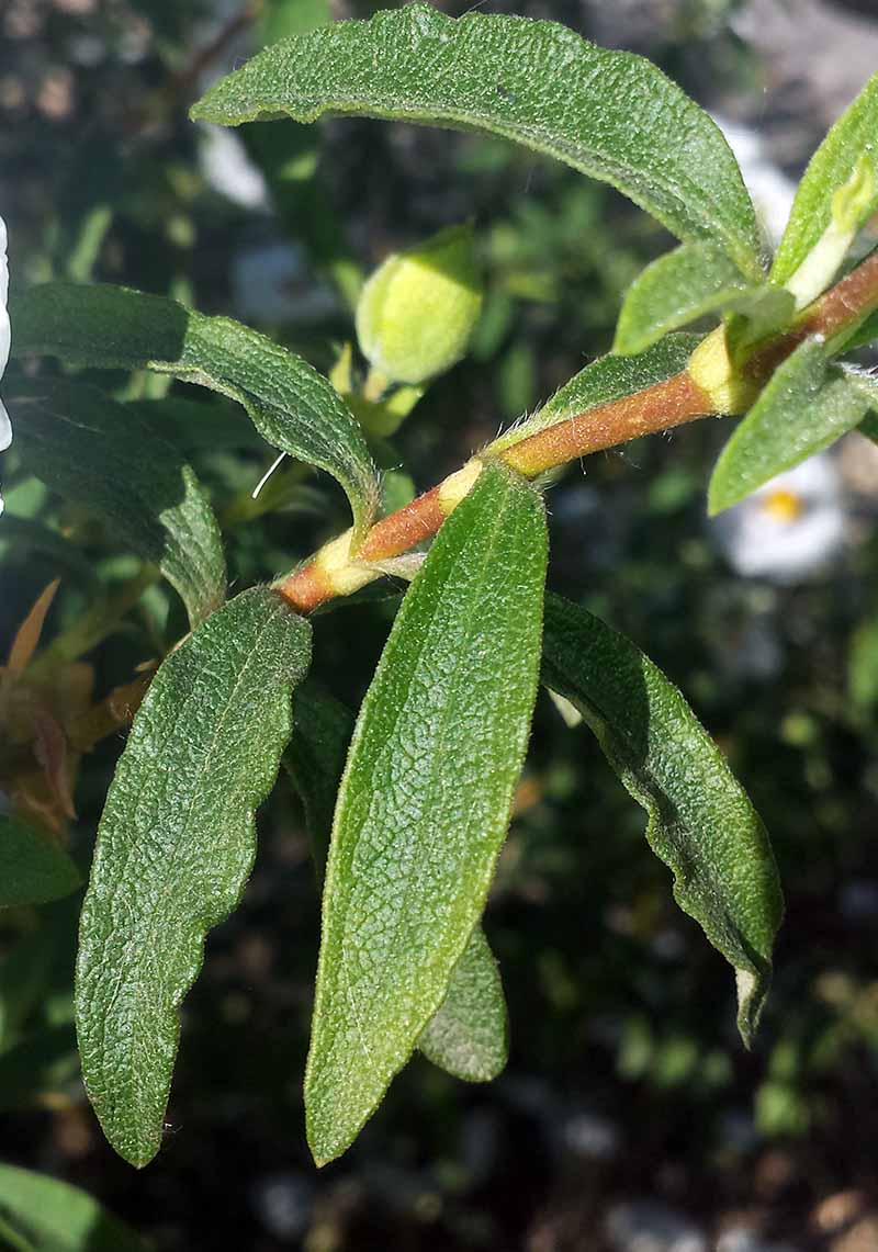 Cistus ladanifer #50795