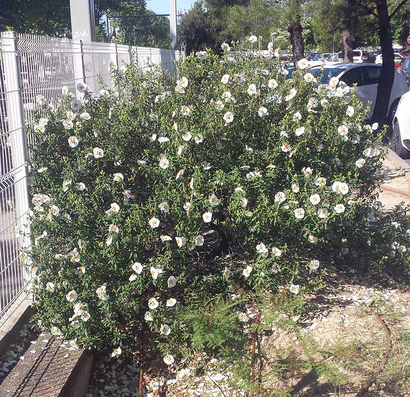 Cistus ladanifer #50794