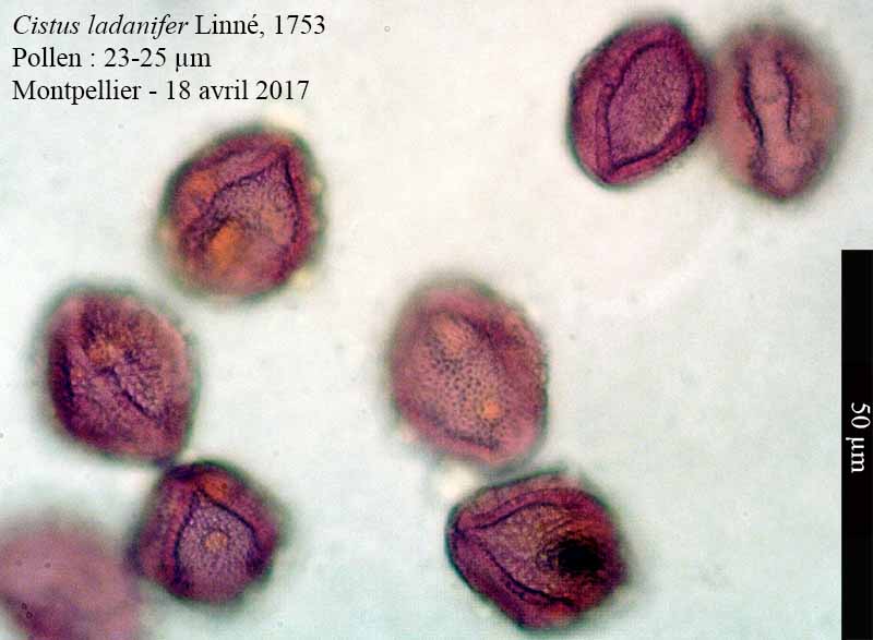 Cistus ladanifer #50803