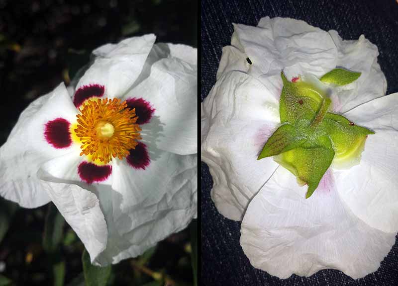 Cistus ladanifer #50799