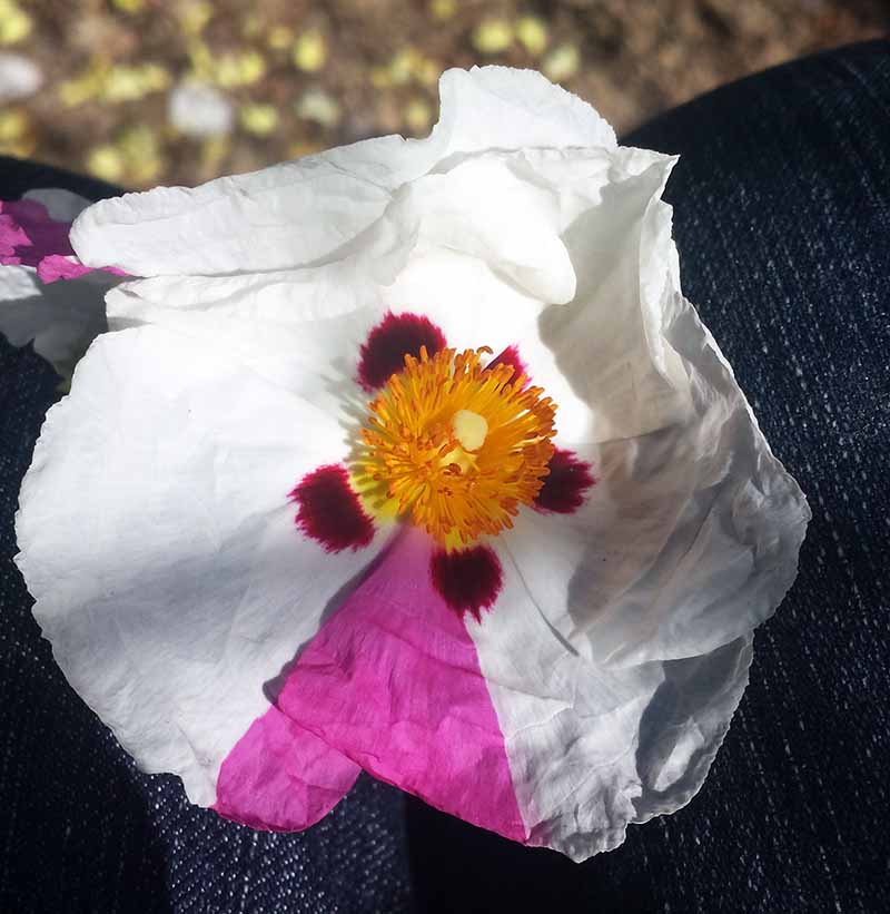 Cistus ladanifer #50801