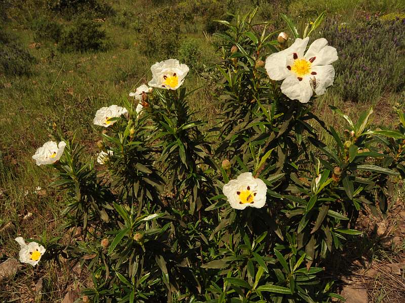 Cistus ladanifer L. le ciste à gomme #41399