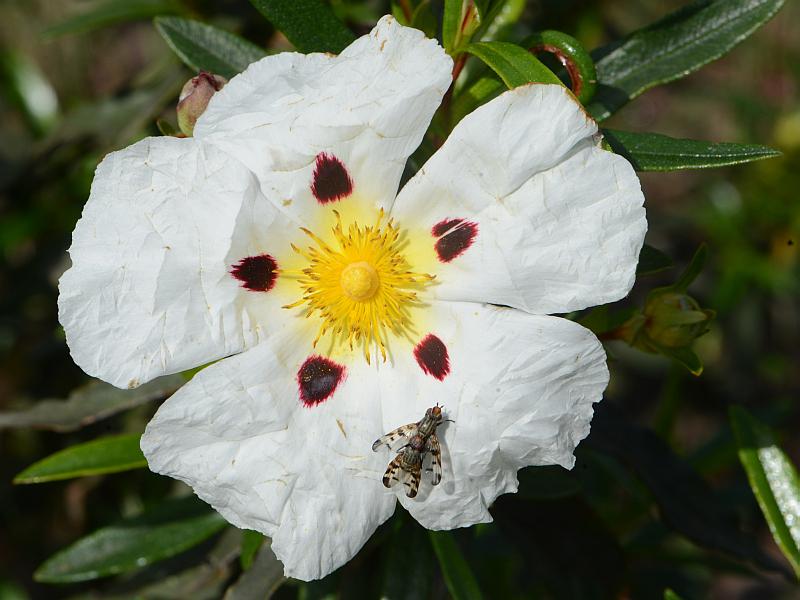 Cistus ladanifer L. le ciste à gomme #41403