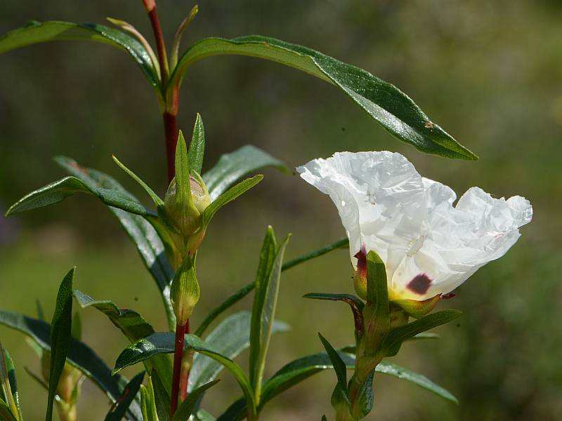 Cistus ladanifer L. le ciste à gomme #41401