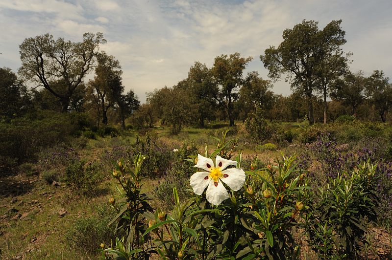 Cistus ladanifer L. le ciste à gomme #41400