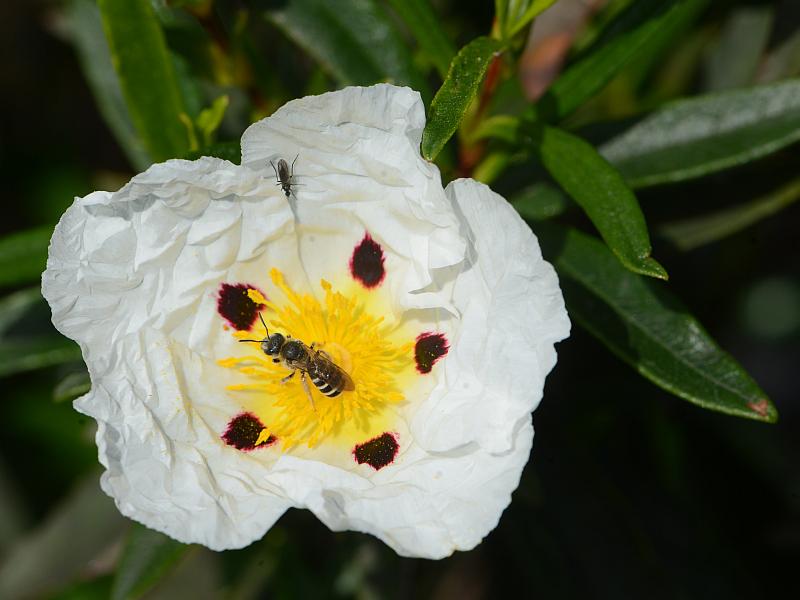 Cistus ladanifer L. le ciste à gomme #41402