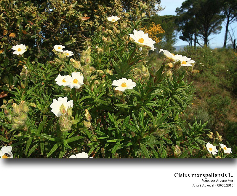 Cistus monspeliensis L. #41392