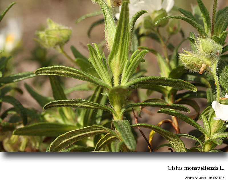 Cistus monspeliensis L. #41393