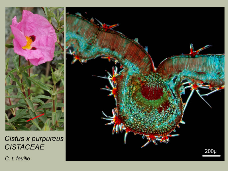 Cistus purpureus, histologie. #15875