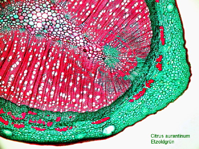 Citrus aurantium, tige du fruit #11104