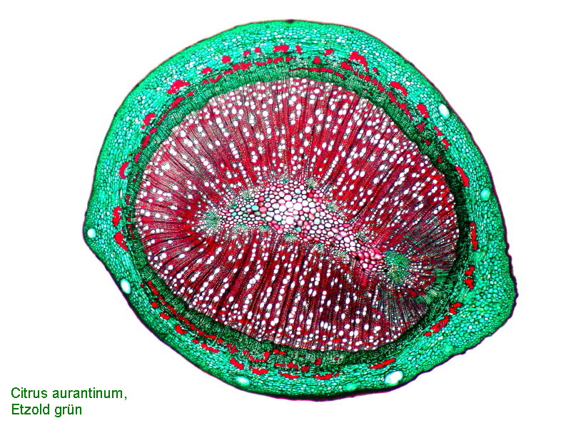 Citrus aurantium, tige du fruit #11103