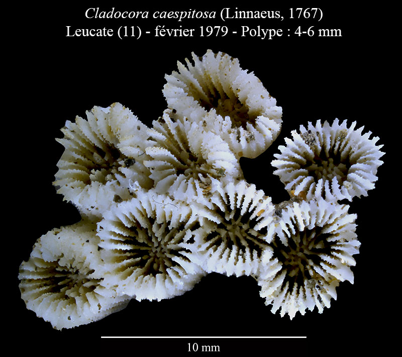Cladocora caespitosa #62608