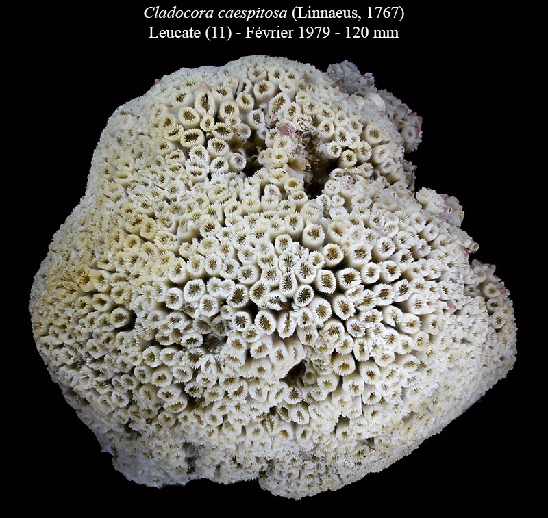 Cladocora caespitosa #62606