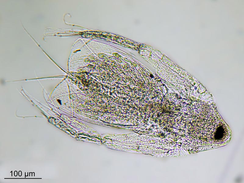 Cladocère Sididae #56346