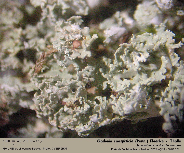 Cladonia caespiticia (Pers) Floerke #20490