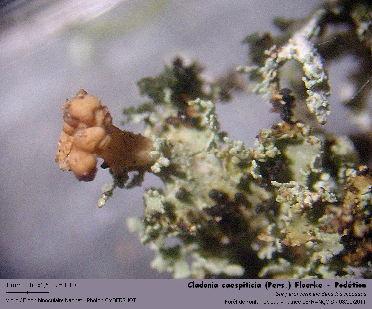 Cladonia caespiticia (Pers) Floerke #20489