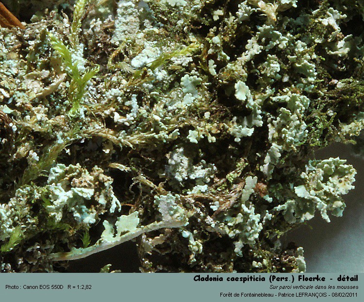Cladonia caespiticia (Pers) Floerke #20488