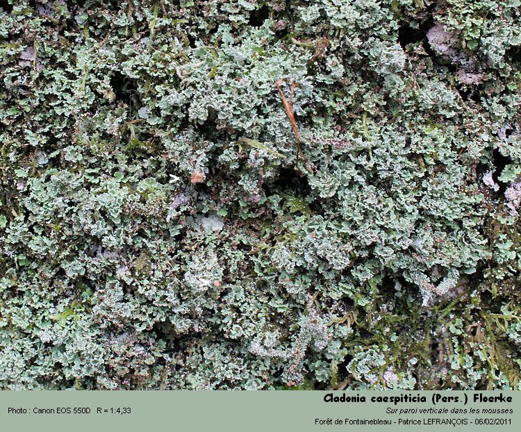 Cladonia caespiticia (Pers) Floerke #20487