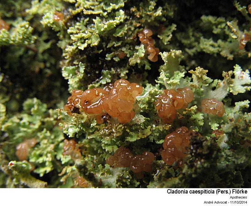 Cladonia caespiticia (Pers.) Flörke #40071
