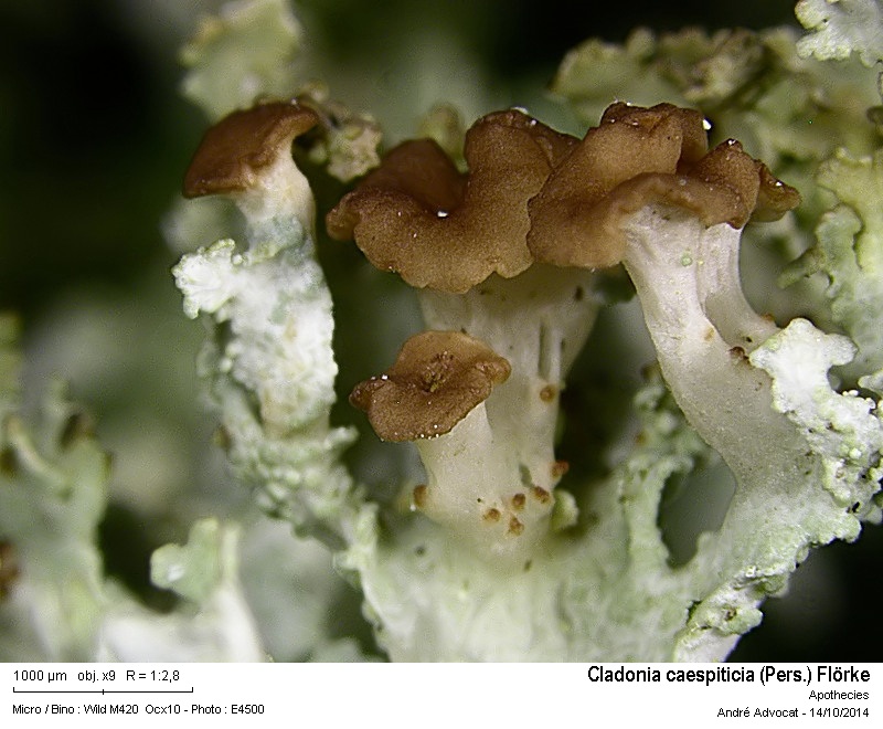 Cladonia caespiticia (Pers.) Flörke #40073