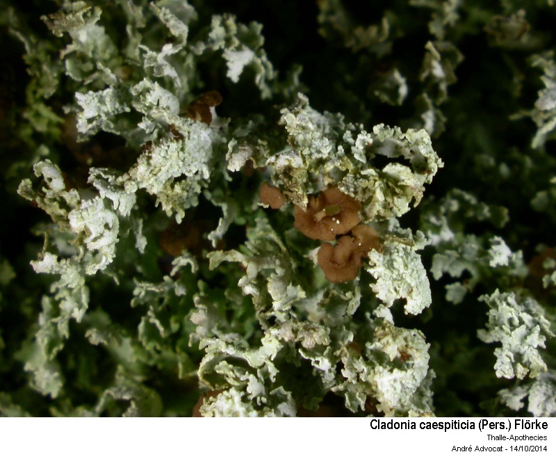 Cladonia caespiticia (Pers.) Flörke #40072