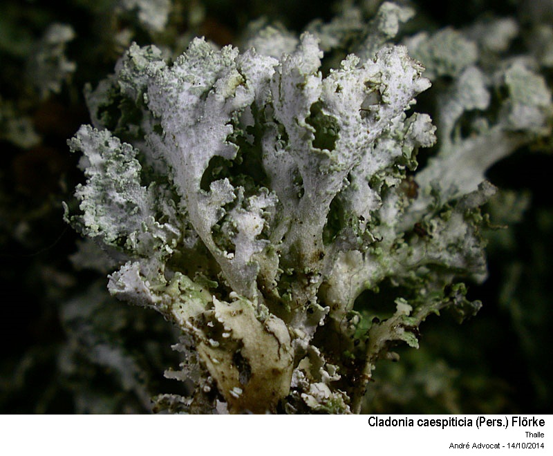 Cladonia caespiticia (Pers.) Flörke #40070