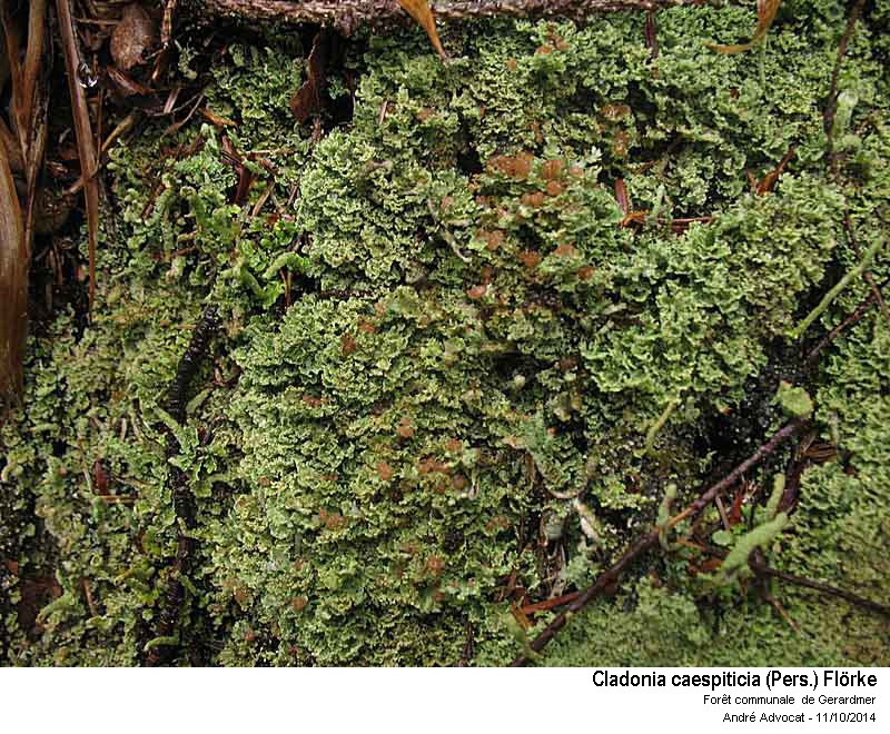 Cladonia caespiticia (Pers.) Flörke #40069