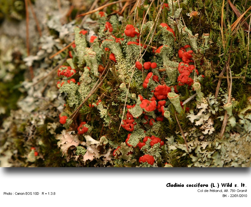 Cladonia coccifera (L.) Wild s.lt. #14318