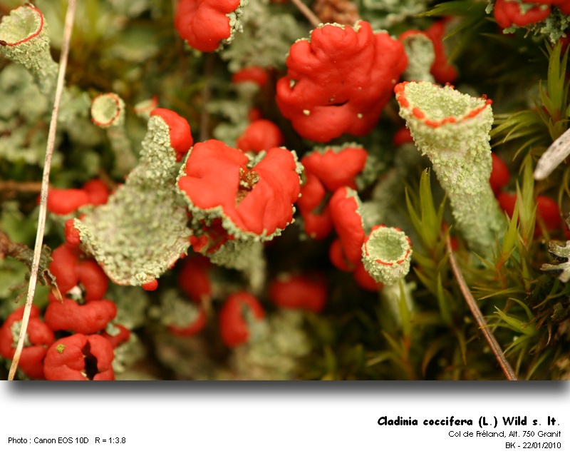 Cladonia coccifera (L.) Wild s.lt. #14319